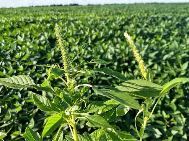 Adapec reforça combate à ameaça agrícola e orienta produtores rurais no Tocantins após confirmação da praga em áreas vizinhas.